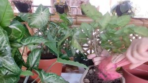 Syngonium Plants- How To Propagate Syngonium Plants