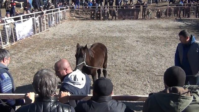 вручение карачавского жеребенка от имени карачаевского народа