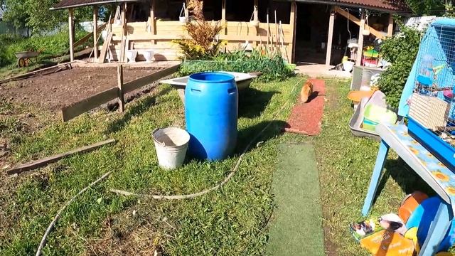 Мейн кун и ПОПУГАИ / Как кот Барон относится к птичкам / Какарики и кот / Лимон и Киви + рыжй Баро смотреть онлайн