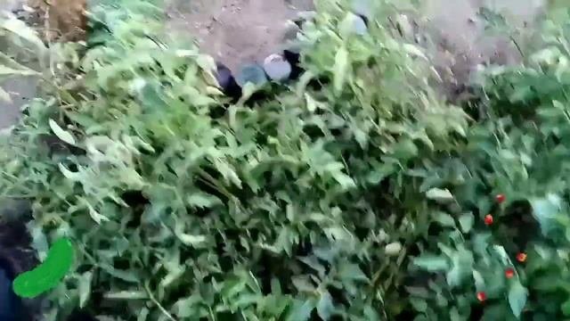 Все мы дачники и огордники.