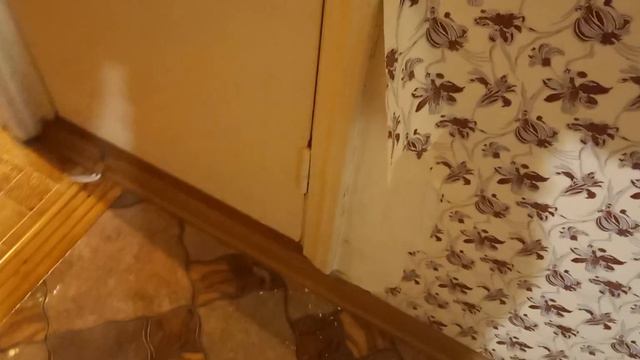 чихуахуа дизайнер смотреть онлайн