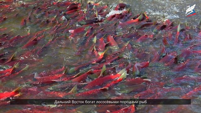 Хозяйство Дальнего Востока смотреть онлайн