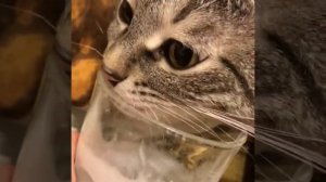 Коттент: Полезен ли кефир для котов?