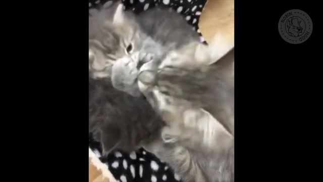 ПРИКОЛЫ 2017 с животными. Смешные Коты, Собаки, Попугаи // Funny Dogs Cats Compilation. Март №74 смотреть онлайн