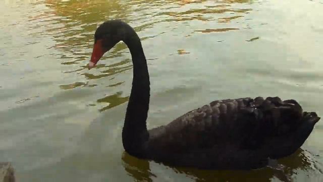 черный лебедь на пруду смотреть онлайн