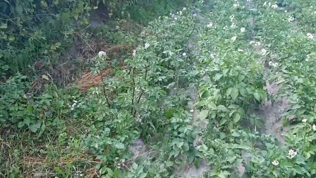 ЛУЧШИЕ СОРТА КАРТОФЕЛЯ.