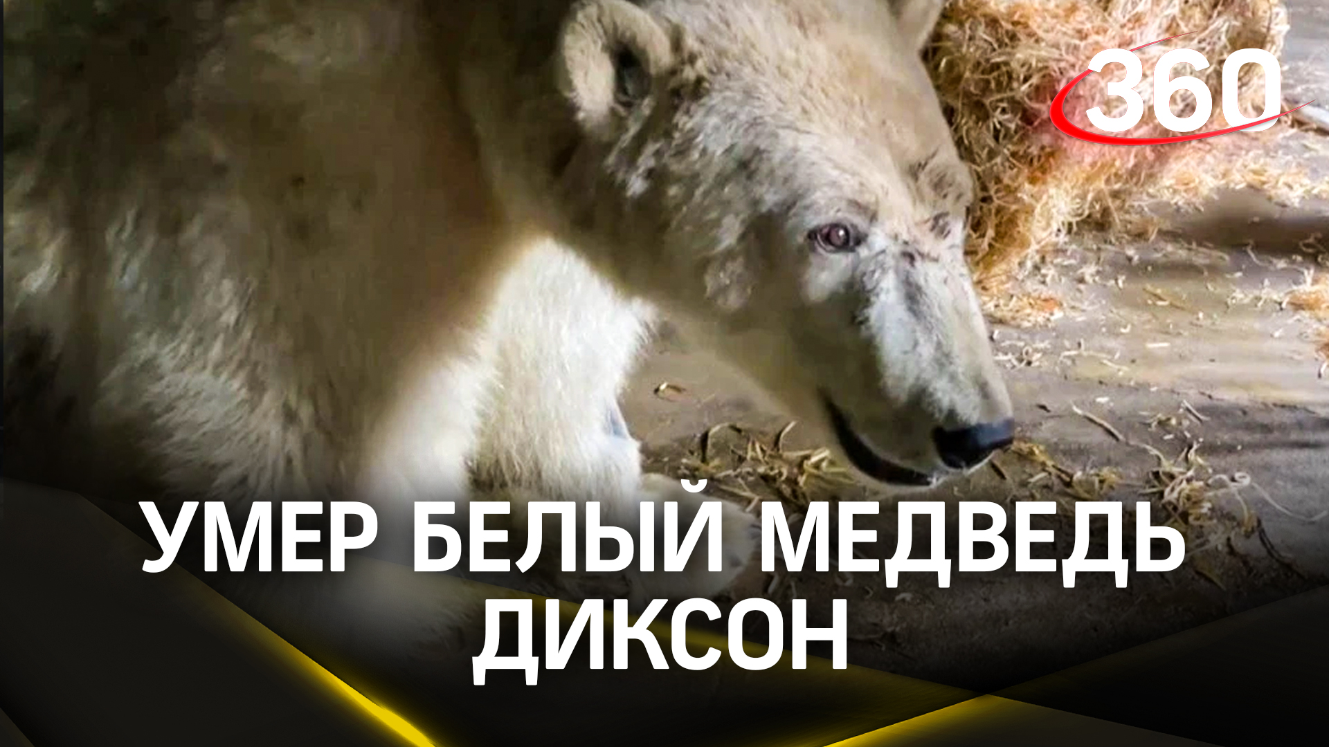 Умер белый медведь Диксон, о его смерти сообщил Московский зоопарк
