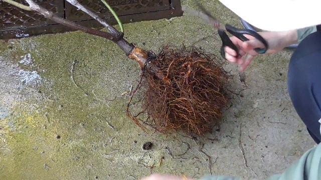 鉢栽培の小さなバラの庭　バラの植替え (冬編)