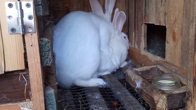 Спаривание кроликов / обзор хозяйства смотреть онлайн