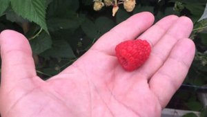 Саженцы малины. Ремонтантная малина сорта Кванза.