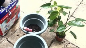 Easy transfer of Anthurium and Monstera Deliciosa to a bigger pots: Gardening is Life 01