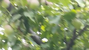Как плодоносят яблони у моего клиента