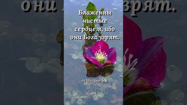 #Блаженны чистые сердцем, ибо они Бога узрят #от Матфея 5:8