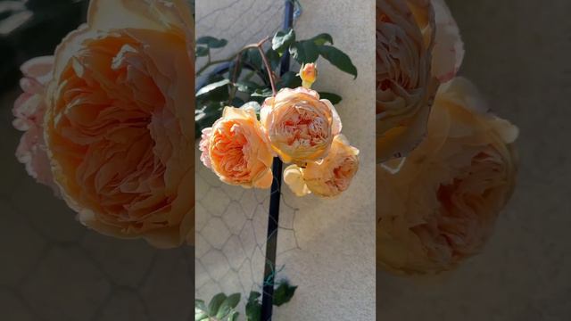 Breathtaking July 4th Blooming, David Austin Crown Princess Margareta Rose #rose #davidaustinroses