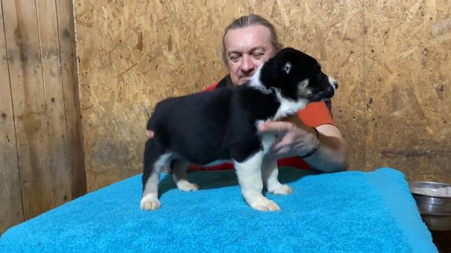Кобель 4-правый ворот!1 мес.Фаер*Бусинка Буля.По БУЛЬДОЗЕРУ,ТОПАЗУ.Щенок САО/алабай.РКФ.+7915778778 смотреть онлайн