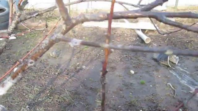 Весна - время помывки деревьев. смотреть онлайн