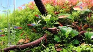 Красная ротала ротундифолия Х'Ра