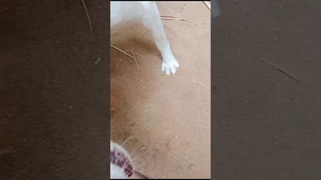 Индия. Собачка Жасминка любит ласку.