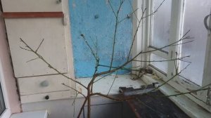 Персик на балконе  Вторая зимовка