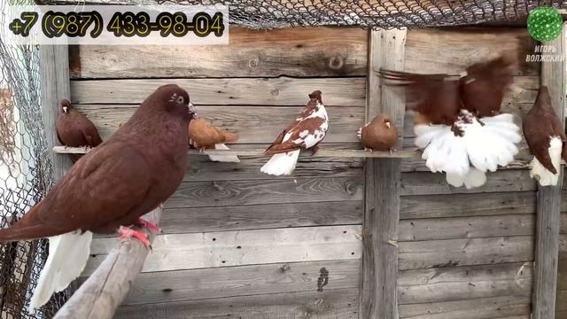 Красные цветные голуби Александра Трубицына п.Волжский Самарская область. тел. +7 (987) 433-98-04 смотреть онлайн