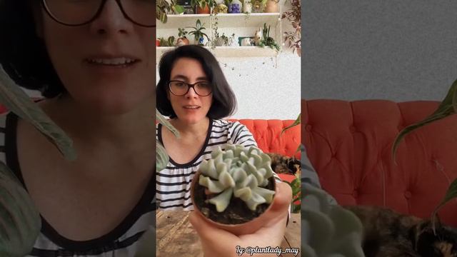 Plant haul, post cuarentena 🌿 смотреть онлайн