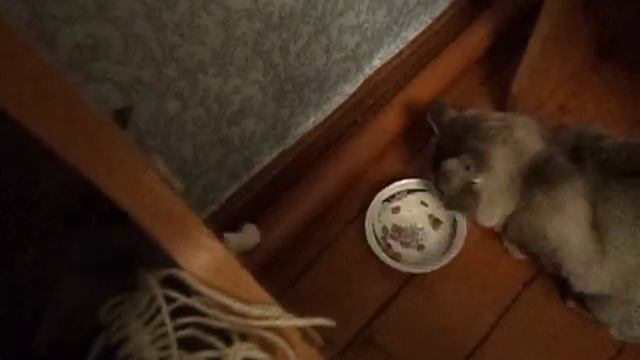 маленькая кыска:) смотреть онлайн