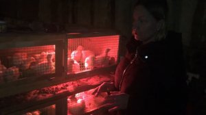 Выращивание бройлеров. Возраст 2 недели/жизнь в деревне
