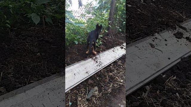 Немецкая овчарка 2 месяца и 1 неделя радуеца что вышли погулять смотреть онлайн