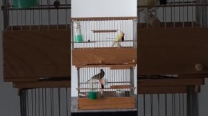 Содержание,  разведение  и обучение  молодых кенаров овсяночного напева  2022 года