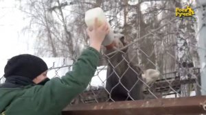 Зимнее кормление лосят витаминами в "Роевом ручье"