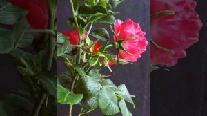 Шиповник морщинистый из холодного фарфора