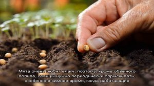 Как и когда сеять мяту на рассаду?