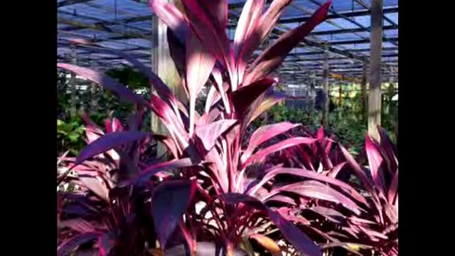 Cordyline fruticosa 'Firebrand ' смотреть онлайн