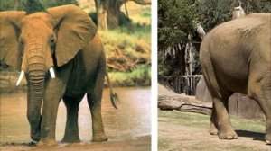 Чем африканский слон отличается от индийского?