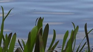 PANASONIC HDC-TM60 FILM