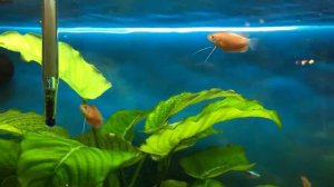 Колиза хуна