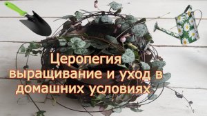 Церопегия выращивание и уход в домашних условиях.