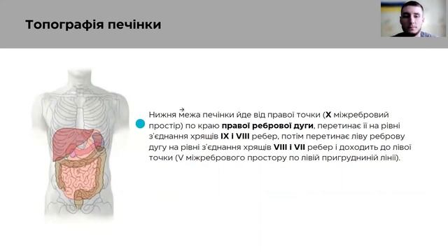 Печінка. Жовчний міхур. Анатомія