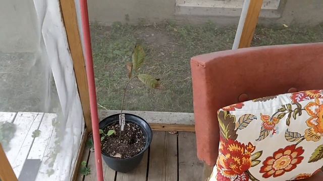 This week on the farm* | New tumble composter and cleaned up veggie patch | Week 2 - July 18, 2021 смотреть онлайн