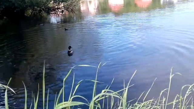 Маленькая утка увереннее большой! Или просто игра? смотреть онлайн