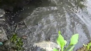 КАША ДЛЯ РЫБАЛКИ на пенопласт