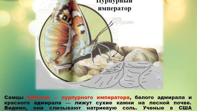 Презентация "Пища и способы питания насекомых"