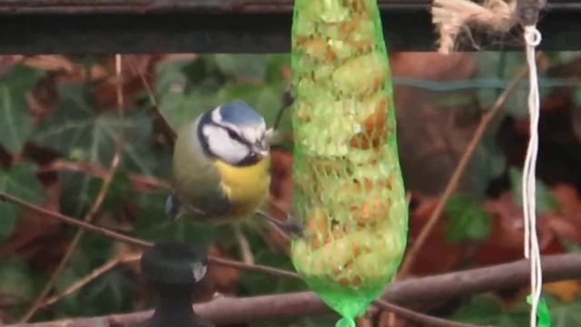 Pimpelmees eet van de zaden. Canon Powershot SX540 HS met statief. смотреть онлайн