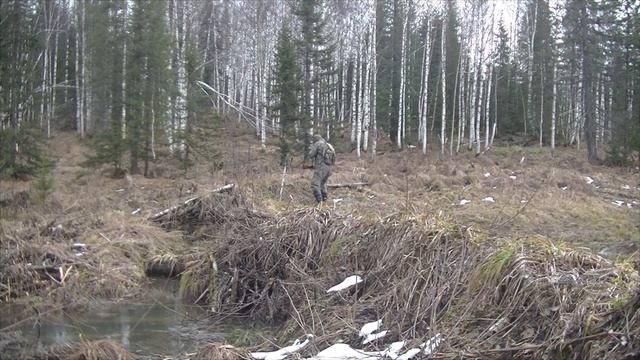 Дикие животные в кадре! Часть 1 смотреть онлайн