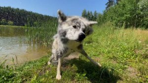 Акита утки и водомерки!!!