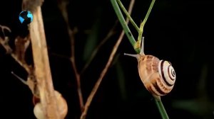 Что такое биоразнообразие? /  What is biodiversity?