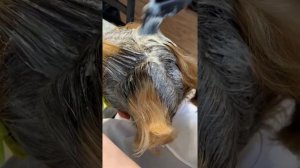 Самостоятельное окрашивание корней дома. Рекомендации.