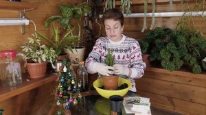 Как сохранить ёлочку в горшке