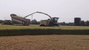 KRONE BIG X 1180 + KRONE Xdisc 620 | AGRICOLA FERRO/AGRINOVA