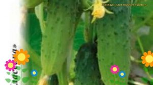 Огурец Младший Лейтенант F1. Краткий обзор, описание характеристик cucumis sativus